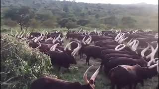 A HERD OF LONG HORNED ANKOLE CATTLE IN UGANDA [upl. by Wahl]