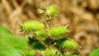 Common Cocklebur Xanthium strumarium San Diego California [upl. by Nirad]