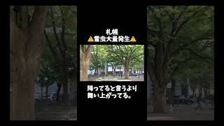 雪虫大量発生！（札幌・大通公園） shorts 札幌 雪虫 [upl. by Adnic]