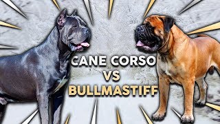 CANE CORSO vs BULLMASTIFF Whats The Best Family Guard Dog [upl. by Nwhas]