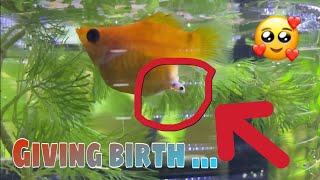 Balloon Molly giving birth viral fish pets yt [upl. by Moneta]