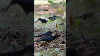 A gaggle of Grackles [upl. by Yesac542]