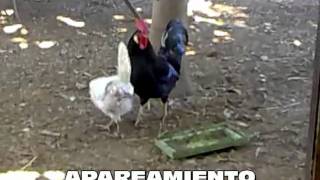 Apareamiento de gallos y gallinas [upl. by Naugan590]