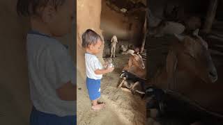 🐐 jiji pani pilo🤣evishorts goat ytshorts cute cutebaby cutepet funny ytviral ytshortsindia [upl. by Starr]