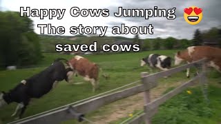 Happy Saved Cows Jumping for joy [upl. by Esiuolyram]