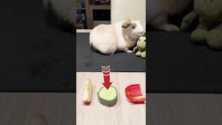 My guinea pigs favorite food guineapig food vegetables apple pepper cucumber funny memes [upl. by Adaline]