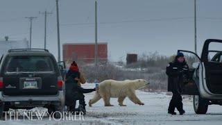 A Polar Bear’s Migration Turns to Chaos  Nuisance Bear  The New Yorker Documentary [upl. by Inajna]