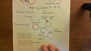 Antithrombotic Mechanisms of the Endothelium Part 3 [upl. by Ruhnke]