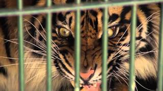 Tijger op transport  Burgers Zoo Natuurlijk  Arnhem [upl. by Apple]