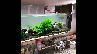 VET Pooltank Room Divider [upl. by Rambert432]