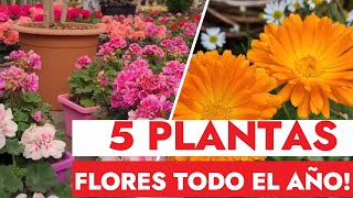 🌸5 Hermosas Plantas Que FLORECEN Todo EL AÑO ☀️ Resistentes Al SOL Para Jardín y Macetas [upl. by Haral]