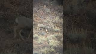 GIANT buck down hunting wildlife outdoors deer muledeer idaho liveaction wstrnelvtn [upl. by Eed]