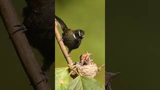 White Throated fantail  Wildlife Photography  Fantail Bird Nest  short wildlifephotoghraphy [upl. by Lowson]