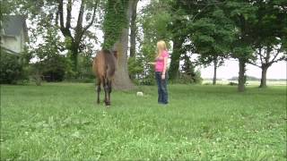 Yearling Horse Training Lunging at a Walk [upl. by Noemys678]