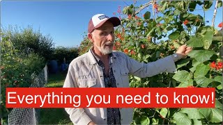 How to harvest runner beans [upl. by Ahsain585]