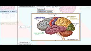 Vias Aferentes e Eferentes do Sistema Nervoso  Parte 01  NeuroLogia em Mapas Mentais [upl. by Nnyleitak]