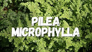 Pilea Microphylla Um Guia Completo Desta Planta [upl. by Travis]