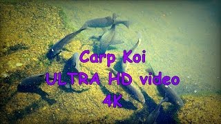 Carp Koi Karp koi  ZOO in Opole  Ultra HD video 4K [upl. by Hendricks209]