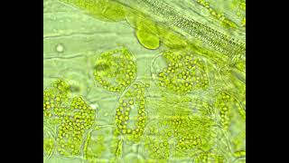 La photosynthèse  stomates chloroplastes et vaisseaux [upl. by Marlie842]