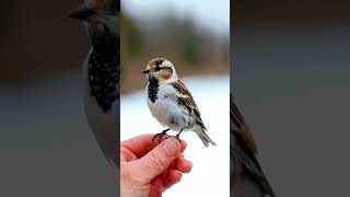 WILD Bird Lands on MY Hand birdsounds birdslover wildbird [upl. by Eva]