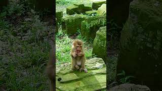 Monkeys and naturelovefuryoupagemonkeybabyreelsshortAmazingnicegoodnewfunហនុមាន [upl. by Yeltneb]