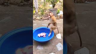 Monkey baby ko kiya kardia 😱 monkey shorts youtubeshorts eno viralvideo [upl. by Etnasa]