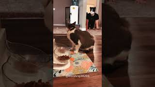 Scaring catscat kitten funnycats funnyanimals funnypets [upl. by Ahsiyt918]