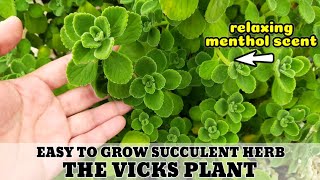 MINI VLOG 1 THE VICKS PLANT PLECTRANTHUS TOMENTOSA with a relaxing Menthol Scent [upl. by Fafa282]