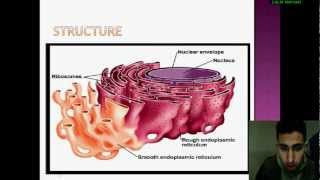 Biologie Cellulaire le réticulum endoplasmique [upl. by Giltzow]