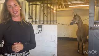 Tour of Hassinger Equine Equine Healthcare International and AP Hassinger warehouse [upl. by Catton]