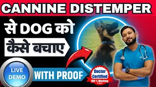 Canine Distemper Treatment At Home Full Recovery In Dogs  Dog Distemper Treatment In Hindi [upl. by Narod]