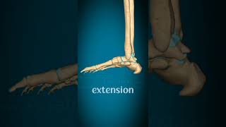 movement at metatarsophalangeal and interphalangeal jointsphydiorehabdrsamia [upl. by Pail]