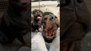 Rottweiler Bubzee Ghar Ki Protection Ke Liye Bite Kar Sakta Hai shorts dogs rottweiler trending [upl. by Immak]