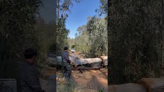 A professional arborist cutting down massive tree 🌴 tree cool shorts [upl. by Adnaerb559]