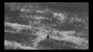 ALASKA PENINSULA BROWN BEAR HUNT  GUIDED with Deltana amp Arctic North Guides [upl. by Acinomad]