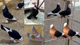 Kabutar Palan Kaise Karen 🐦🦜। How to Start Pigeon Farming [upl. by Dnomad]