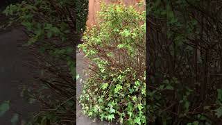 Spirea pruned at the wrong time landscaper shrubs pruning gardening redseal [upl. by Enimisaj]