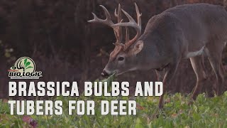 Brassica Bulbs and Tubers for Deer [upl. by Demona]