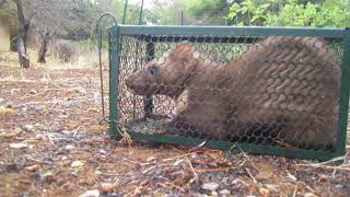 Cretan weasel Νυφίτσα Καλογιαννού Καλογυναικάρι caught and released [upl. by Suehtomit]