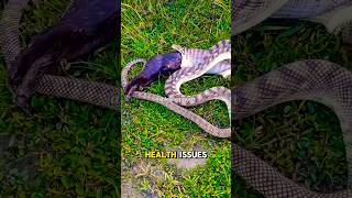 Can Snakes Regurgitate Regularlyshorts animalsproject snake [upl. by Yvonne]