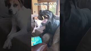 My Dog vs Other Dogs Hilarious Showdown funny labrador shorts [upl. by Micheal525]