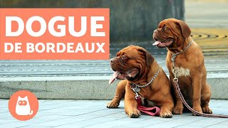 Dogue de Bordeaux  Characteristics and Training [upl. by Hittel]