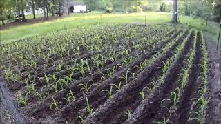 Hand Hilling and Fertilizing Corn on the Homestead [upl. by Yrac962]