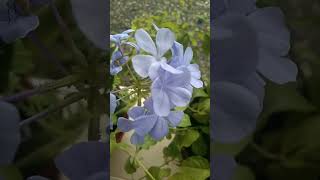 Nemophila  Beautiful blue flower that blooms in abundance across Japan [upl. by Natsyrt942]