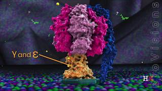 ATP synthase in action [upl. by Yenffit533]