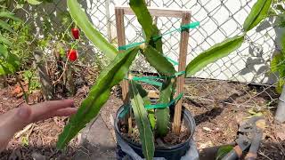 Identifying and planting dragon fruit cactus [upl. by Jews]