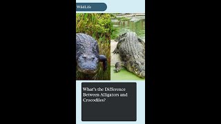 What’s the Difference Between Alligators and Crocodiles [upl. by Nomzed]