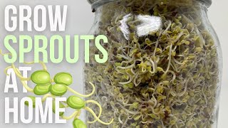 Grow Broccoli Sprouts at Home  Mason Jar Method Super Healthy amp Easy To Do [upl. by Edecrem]