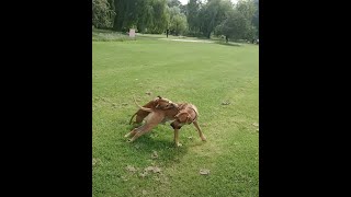 Staffordshire Bull Terrier vs Rhodesian Ridgeback dog fight destroy [upl. by Airaet]