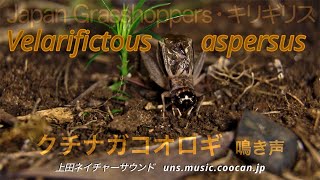 くちの長ーい クチナガコオロギの鳴き声  Velarifictous aspersus [upl. by Winer]